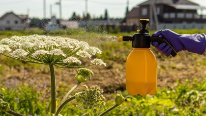 Uważaj na te rośliny! Barszcz Sosnowskiego i inne niebezpieczne gatunki w Polsce