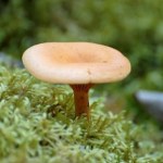 Uważaj podczas zbierania grzybów. Podpowiadamy jak nie pomylić kurki z lisówką pomarańczową