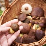 Uważaj w czasie grzybobrania. Te grzyby łatwo pomylić z borowikami, a jest ich pełno
