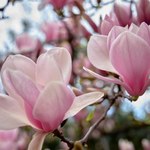 Uważaj z magnolią po przekwitnięciu. Jeden zabieg zniweczy kwitnienie w kolejnym sezonie