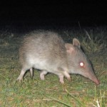 Uważali, że wymarł 150 lat temu. Nocą pojawił się w kamerze