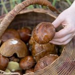 Uważasz się za wytrawnego grzybiarza? Sprawdź, czy rozpoznasz wszystkie gatunki grzybów