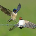 Uwielbiany przez Polaków ptak zwleka z odlotem do Afryki. Co się dzieje?