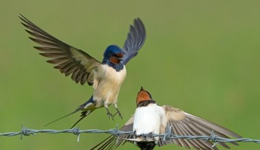 Uwielbiany przez Polaków ptak zwleka z odlotem do Afryki. Co się dzieje?