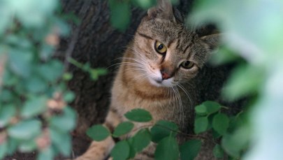 Uwielbiasz koty? Ten quiz jest właśnie dla Ciebie! 