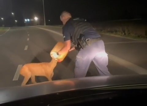 Uwięzionej sarnie pomogli policjanci /Policja