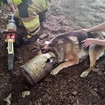 Uwięziony pies. Strażacy musieli użyć narzędzi do cięcia metalu