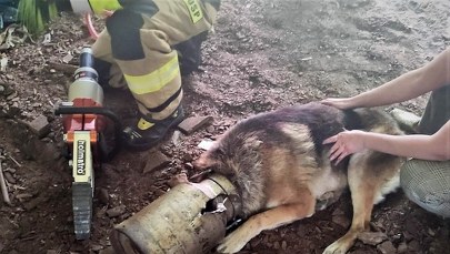 Uwięziony pies. Strażacy musieli użyć narzędzi do cięcia metalu