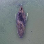 Uwolnił się, ale walka o jego życie trwa. Los humbaka niepokoi wiele osób