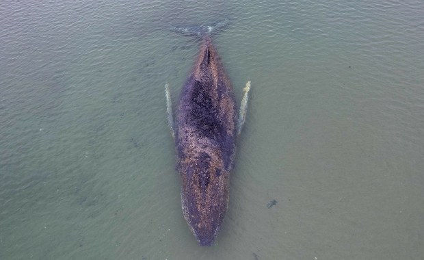 Uwolnił się, ale walka o jego życie trwa. Los humbaka niepokoi wiele osób