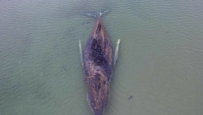 Uwolnił się, ale walka o jego życie trwa. Los humbaka niepokoi wiele osób