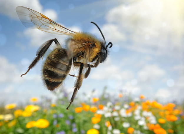 Użądlenie pszczoły może być bardzo niebezpieczne /123RF/PICSEL