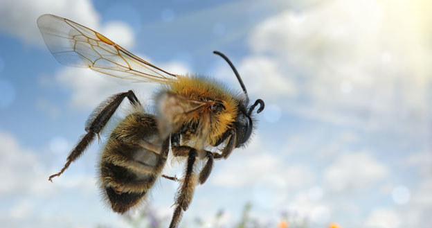 Użądlenie pszczoły może być bardzo niebezpieczne /123RF/PICSEL