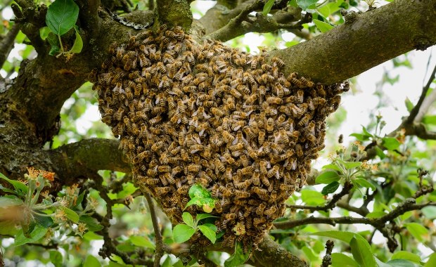 Użądliło go 20 tys. pszczół. Lekarze musieli wprowadzić go w śpiączkę 