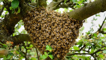 Użądliło go 20 tys. pszczół. Lekarze musieli wprowadzić go w śpiączkę 