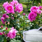 Użyj do podlewania róż. Kwiaty będą wyglądać i pachnieć obłędnie