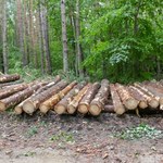 Użytkowanie gruntów w Polsce i UE. Drzewa mają wchłaniać CO2, a nie trafiać pod piły