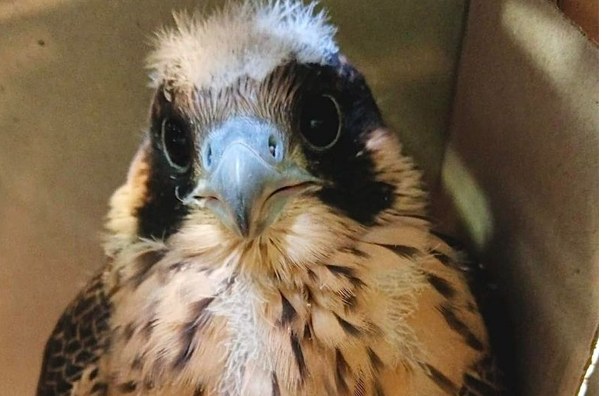 Varso /Stowarzyszenie Na Rzecz Dzikich Zwierząt Sokół FB /