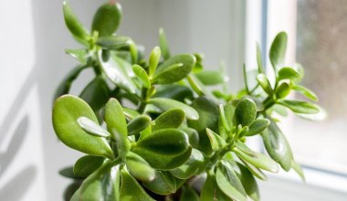 Ваше грошове дерево буде активно рости. Просто робіть це раз на два тижні