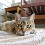 VAT na leki dla zwierząt bez zmian. Rząd wycofuje się z kontrowersyjnego pomysłu 