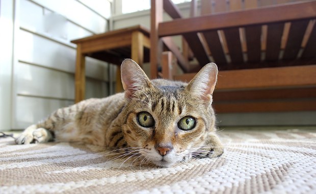 VAT na leki dla zwierząt bez zmian. Rząd wycofuje się z kontrowersyjnego pomysłu 