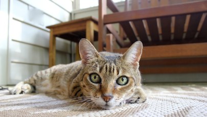 VAT na leki dla zwierząt bez zmian. Rząd wycofuje się z kontrowersyjnego pomysłu 