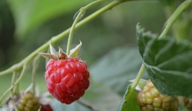 Весняне підживлення малини - це основа. Натуральні інгредієнти потроять ваш урожай