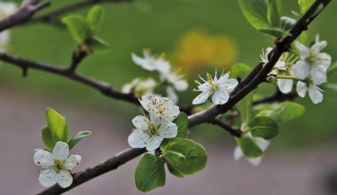 Весняний зарад енергії для дерев. Гілки будуть гнутися від плодів