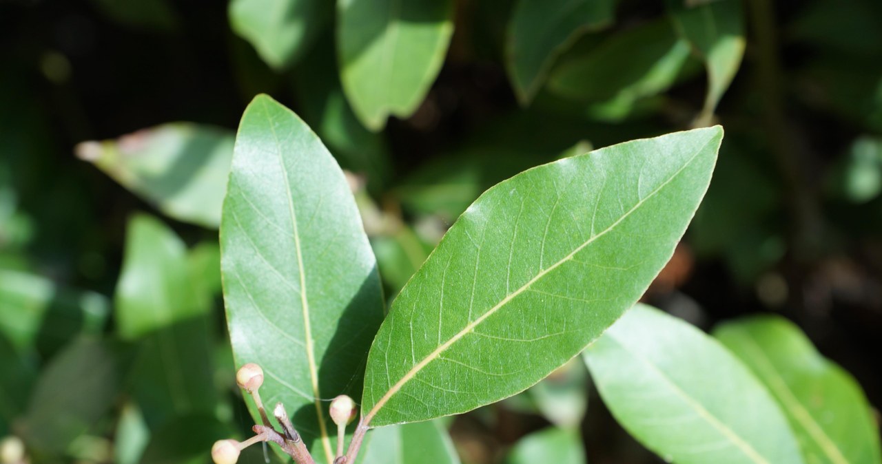 Відвар із лаврового листа має зігріваючу дію, підтримує травну систему, а також допомагає очистити організм від токсинів /pixabay.com