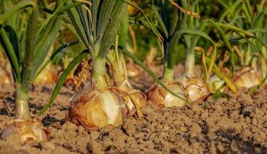 Вилийте це під цибулю замість магазинного добрива. Цибулини не вміщатимуться в руці