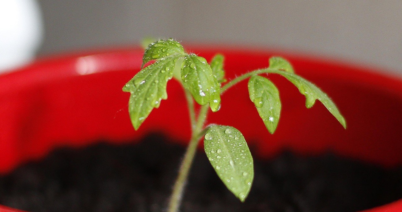 Вирощування рослин із насіння запліснявілого помідора досить просте, проте вимагає дотримання кількох правил /pixabay.com