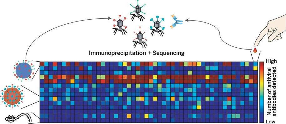 VirScan na podstawie badania kropli krwi odkrywa przeciwciała wirusów, z którymi miliśmy kontakt /G. Xu et al./Science 2015 /Materiały prasowe