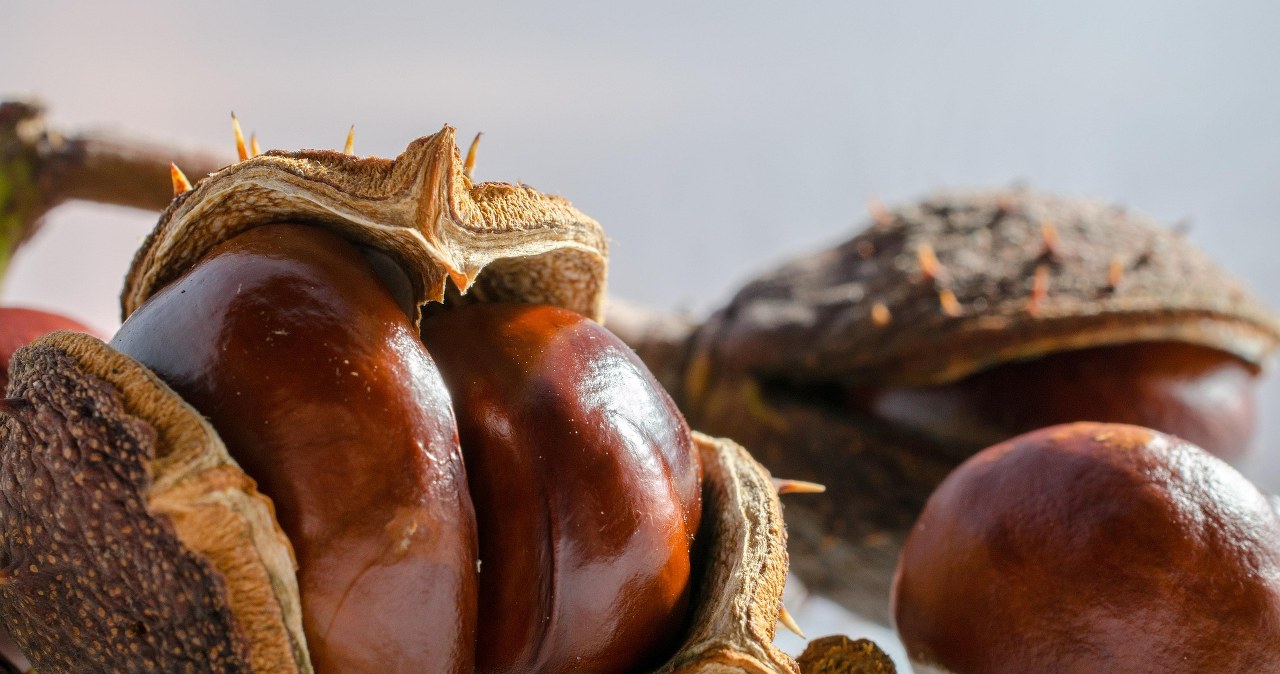 Водяні каштани - корисна й оригінальна заміна солодощів /pixabay.com