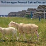 Volkswagen zatrudnił 100 owiec. Dbają o fotowoltaikę pod fabryką w Polsce
