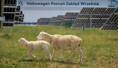 Volkswagen zatrudnił 100 owiec. Dbają o fotowoltaikę pod fabryką w Polsce