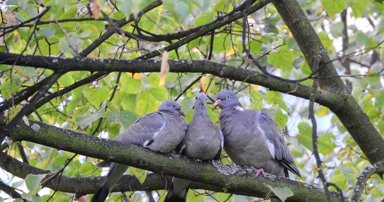 Вони можуть бути дуже небезпечними. Як відлякати голубів від саду і балкону? /pixabay.com