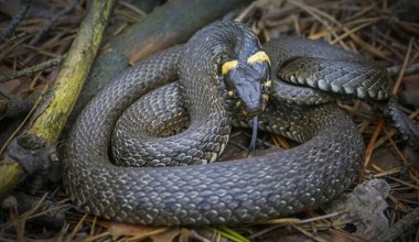 Вужі відчувають запах за багато кілометрів. П’ять рослин, що ефективно їх відлякують