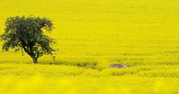 W  2012 r. rzepak był wyjątkowo drogi /AFP