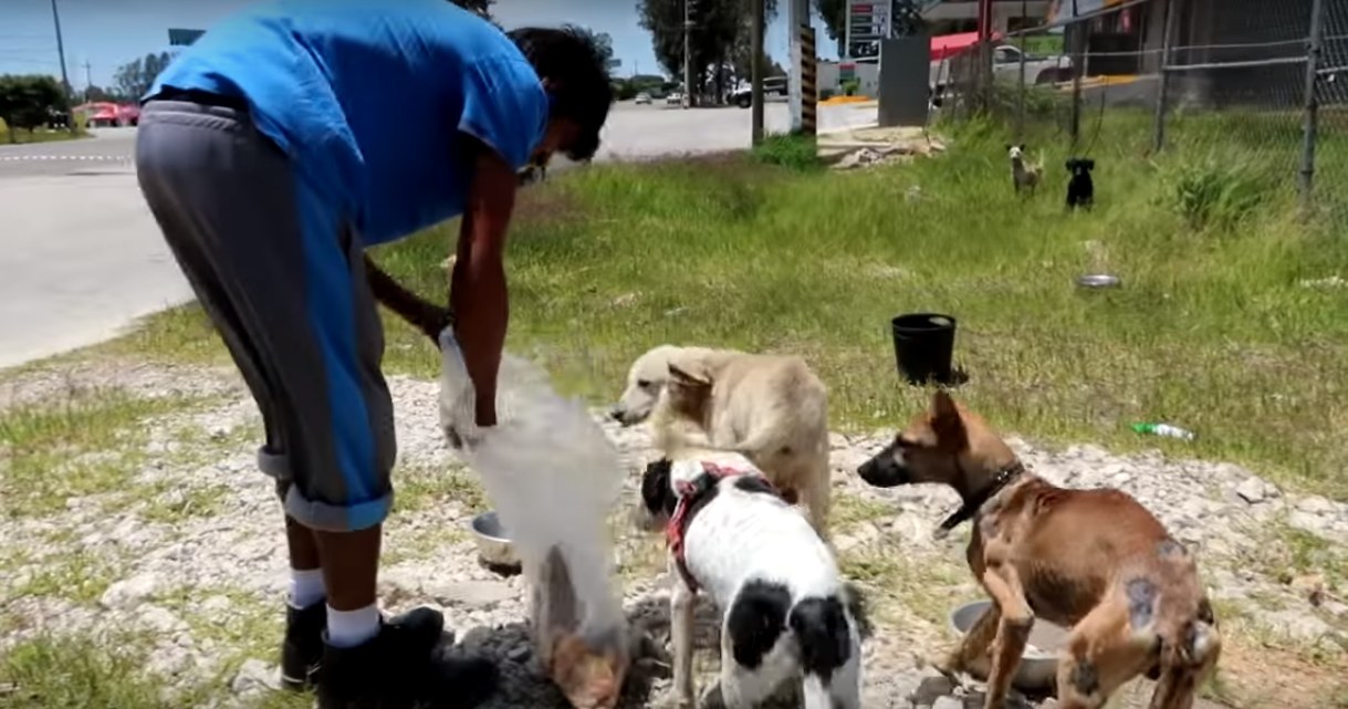 W 2013 postawił sobie jeden cel: pomóc tylu psom, ilu się da /YouTube