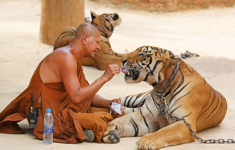 W 2016 roku świat obiegła wiadomość o zamknięciu Tiger Temple - prowadzonej przez mnichów Świątyni Tygrysów /East News