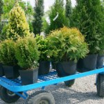 W Action pojawił się hit do ogrodu - to powinni mieć wszyscy tej wiosny