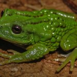 W Amazonii odkryto wyjątkową żabę. Jaja nosi w kieszeni na plecach