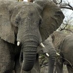 W Ameryce słonie myją samochody