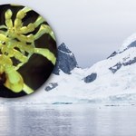 W Antarktyce ukryło się dziwne stworzenie. Ma szczypce i dwie pary oczu