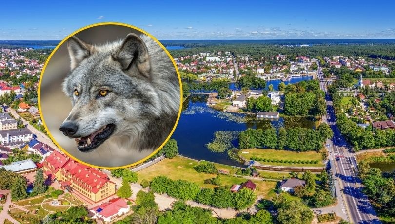 W Augustowie mają pozwolenie na płoszenie wilków, które pojawiły się w mieście /Shutterstock