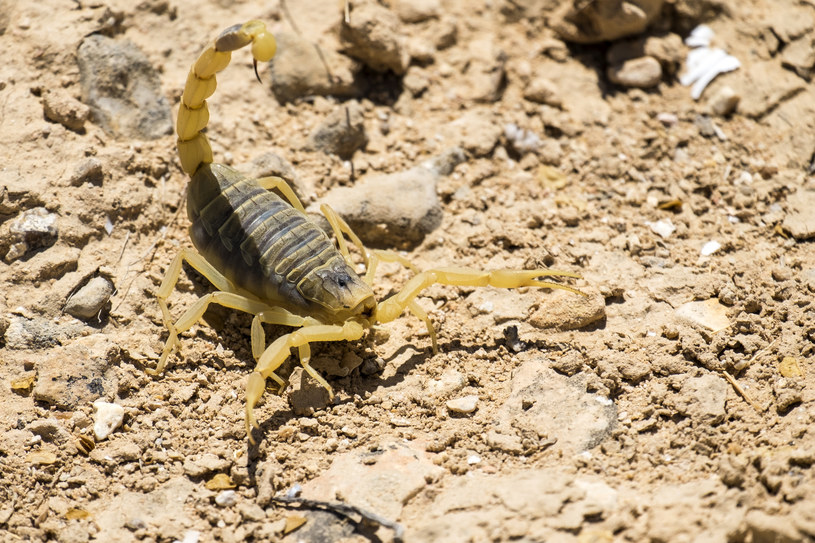 W Australii jest coraz więcej skorpionów, a to potencjalny problem /123RF/PICSEL