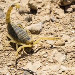 ​W Australii jest coraz więcej skorpionów. Czym to jest spowodowane?