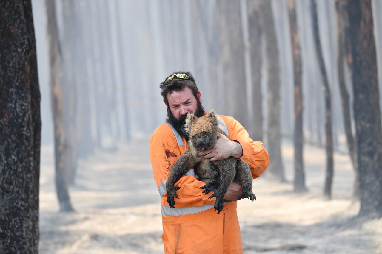 W Australii zginęło miliard zwierząt. Jedna trzecia Wyspy Kangura spalona