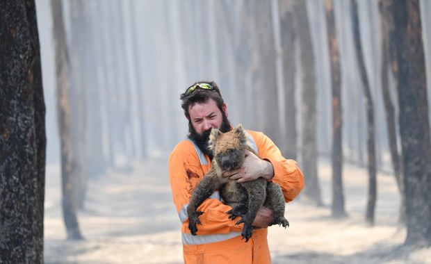 W Australii zginęło miliard zwierząt. Jedna trzecia Wyspy Kangura spalona