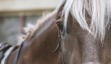W Australii znaleziono 500 martwych koni. Sprawcy próbowali tuszować sprawę